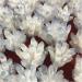 Natural Crystal Rough Natural Crystal Rough Natural Blue Phantom Quartz Cluster Loose Gemstone Crystal Crafts Stone 400g-500g for Home Decoration 1PC Light Grey - Buy Online on GoSupps.com