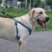 Suredoo Dog Harness | No-Pull Reflective & Breathable Safety Harness for Medium Large & Small Dogs - Adjustable & Soft (M Blue) - Buy Online on GoSupps.com