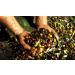 Greek Assorted Olives 1kg Vacuum-Sealed | Mixed Kalamata and Green Chalkidiki Olives | Key in The Mediterranean Diet | Loaded with Important Nutrients and Antioxidants| No Preservatives - Buy Online on GoSupps.com