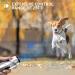 Dual Sensor Anti Barking Device with Training Modes | Ultrasonic Dog Barking Deterrent with LED Flashlight | Rechargeable Silver - Buy Online on GoSupps.com