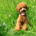 Buy Winnes Dog GPS Tracker TK911 - Waterproof Real-Time Tracking & Geofencing for Small Pets - No Subscription Required - Buy Online on GoSupps.com