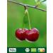 Biojoy BIOSweet cherries 250 g dried fruit unsweetened - Buy Online on GoSupps.com