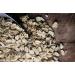 Shiloh Farms Organic Kamut Flakes - 2 x 16oz Packs (1lb each) - Certified Organic Kamut Flakes - Buy Online on GoSupps.com
