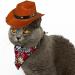 AWOCAN Pet Dog Cowboy Hat Cosplay Cap Puppy Pet Dog Cat Holiday Costume Pet Party Decoration - Buy Online on GoSupps.com
