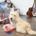UNNIQ Dog Ball Toy - Active Plush Food Ball for Dogs | Singing Mobile Pet Toy | International Shipping - Buy Online on GoSupps.com
