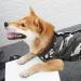 Luxury Dog Surgical Recovery Coat | Post-Op Vest for Male & Female Dogs | Cuddly Camouflage Sweater for Abdominal Wounds - Size M - Buy Online on GoSupps.com