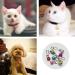 8 Pack Colorful Cat Collar Bells - Loud Dog Bell Training Charms for Pet Puppy & Kitty Necklace - Buy Online on GoSupps.com