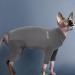 Buy Sphynx Cat Turtleneck - One-Piece Sweater for Kittens | Gray 4-Legged Catwear for Sphynx Cornish Rex Devon Rex Peterbald - Buy Online on GoSupps.com