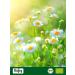 Buy Organic Chamomile Flowers - Biojoy 100g | Whole Dried Chamomile Tea - Matricaria Chamomilla - Buy Online on GoSupps.com