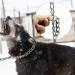 60cm Dog Chain Collars Steel Dog Chain Collar Training Collars Necklace for Dogs Metal Dog Collar Dog Chain Collars Steel Dog Choke Chain Collar Slip Collar Pet Training Walking Choker 3.5mmx60cm - Buy Online on GoSupps.com