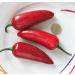 Chili Set: 20 Unique Varieties of Hot & Spicy Pepper Seeds - Worldwide Shipping - Buy Online on GoSupps.com