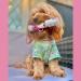Nilaqua Pets Leave-In Detangling Spray for Dogs 100ml - Dog Detangler Spray Dematting Spray and Leave-In Conditioner for Dogs - Vegan Silicone-free and Fragrance-free - Buy Online on GoSupps.com