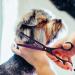 Professional Purple Dragon Pet Grooming Scissor Set - Japan 440C Stainless Steel Chunker Shear for Pet Groomers and DIY - 7.0/8.0 inch Hair Cutting Scissor + 6.75/8.0 inch Dog Shear - Buy Online on GoSupps.com