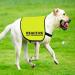 CENWA Reactive Dog Jacket Vest Dog Reactive Dog Training/Reactive Not Aggressive Service Dog Slogan Warning Vest (Reactive Not Aggressive L EU) - Buy Online on GoSupps.com