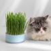 Anulely Cat Grass Plant Container - Earth-Free Sprouter Tray for Indoor Cats & Pets | Stylish Blue Planting Box for Home D cor - Buy Online on GoSupps.com