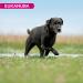 Eukanuba - Large Breed (Senior) Dog Food - Rich in Fresh Chicken - For Optimal Body Health - Buy Online on GoSupps.com