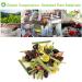 Plant Gift Peppermint Chamomile Refreshing Tea and Chamomile Lemongrass Peppermint Roselle Grape Blueberry 100% Natural Health tea Herbal Tea Loose Leaf NATURAL 70G / 2.5oz - Buy Online on GoSupps.com