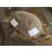 LUTTMANN Extreme Tape 25 mm Premium Quality Extreme Hold Adhesive Tape Adhesive Roll Lace Front Transparent for Hair Systems Hairpieces Wigs Toupets & Extensions - Buy Online on GoSupps.com