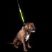 Furhaven Pet Hands-Free Bungee Dog Leash with LED Collar and Safety Features - Multiple Colors and Sizes - Buy Online on GoSupps.com