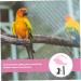 5 Sets Bird Leash Suspend Trains Bird Harness Vest Gecko Leash Parrot Flying Tool Lizard Animal 12X6X1.3CMx5pcs Pinkx5pcs - Buy Online on GoSupps.com