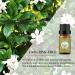 Organic Gardenia & Jasmine Essential Oils Set - 100% Pure Aromatherapy Oils for Diffusers, Humidifiers, Soaps, Candles - 2x10ml (Pack of 1) - Buy Online on GoSupps.com