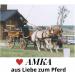 AMKA Decorative Halter - COB Show Bridle & Driving Halter with Brass Fittings | International Shipping - Buy Online on GoSupps.com