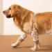 BAR Bear Surgical Recovery Sleeve for Front Legs - XL Elbow & Hip Protection Prevent Licking of Wounds | Yellow 66-79LB - Buy Online on GoSupps.com