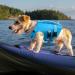 Buy Asenku Adjustable Ripstop Dog Swimming Vest - Reflective Life Jacket for Small Medium & Large Dogs - Perfect for Boating & Surfing - XXL Blue - Buy Online on GoSupps.com
