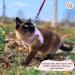 Buy Belffy Cat Dishes & Leash Set - Automatic Leash for Cats Kittens & Dogs | Outbreakproof Jacket & Leash for All Sizes - Medium Pink - Buy Online on GoSupps.com