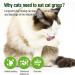 90g Cat Grass Treats Cat Grass Teething Stick for Hairball Remove and Teeth Cleaning Edible Cat Grass Stick Snack - Buy Online on GoSupps.com