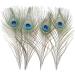 12 PCS Real Natural Peacock Eye Feathers 10-12 inch - DIY Craft & Wedding Decor - Buy Online on GoSupps.com