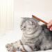 Longbest Steel Pet Comb for Cats & Dogs - Knot Remover Skin-Friendly Wooden Handle Feline & Canine Care - Buy Online on GoSupps.com