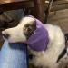 YolentQuiet Ears 2PCS Dog Ear Covers for Anxiety and Noise Protection - Gray+Purple - Medium to Large Dogs - Buy Online on GoSupps.com