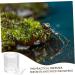GRIRIW Pet Water Feeder Ant Water Feeders Ant Waterer Cup Water Feeding Cup for Ant Nest Clear Ants Feeder Ant Keeper Tools Ant Feeding Cup Ant Watering Cup Ant Keeping Ant Bottle Feeder - Buy Online on GoSupps.com