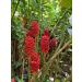 Shampoo Ginger Lily Plant Rhizomes - Red Pinecone Ginger Roots (5 Pack) - Buy Online on GoSupps.com