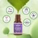 SALKING Floral Essential Oils Set | Premium Natural Scented Oils for Diffusers - Lavender Rose Jasmine & More | 6 x 10 ML - Buy Online on GoSupps.com
