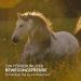 AniForte Coat Strength for Horses 1.5 kg Shiny & Resistant Bristle for Mane and Tail Vital Skin Supports Hair Growth & Metabolism Rich in Vitamin C - Buy Online on GoSupps.com