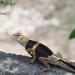 Shop Bartagame Leash & Dishes for Reptiles - Adjustable Linen Leash & Accessories for Amphibians Chameleons & Small Pets - Perfect for Outdoor Security & Walks - Buy Online on GoSupps.com