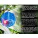 Andrographis Paniculata Powder 50g | Kalmegh Bitter Herb | Supports Immune & Respiratory Health | Non-GMO Vegan No Additives - Buy Online on GoSupps.com