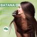 Batana Oil Batana Oil for Hair Pure Batana Oil Batana Oil for Hair Contains 100% Batana Oil Batana Oil for Hair Makes Hair Thicker (100G) - Buy Online on GoSupps.com