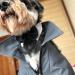 Shop Hacraho Adjustable Tuxedo Fly for Dogs - Formal Pet Costume for Weddings | Fits XS Medium Pets (Neck 40.6 45.7 cm) - Buy Online on GoSupps.com