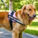 Reflective Service Dog Patches Detachable Dog Patches for Harness Removable Dog Tags for Service Dog Vest In Training Dog Patch Do Not Pet Patch Tactical Dog Vest Patch(6pcs) Dogpatches-6pcs - Buy Online on GoSupps.com