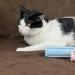 Twist N Clean 2-in-1 Lint Remover & Brush - Pet Hair Remover for Fuzz & More - International Shipping Available - Buy Now - Buy Online on GoSupps.com