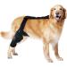 Rear Leg Braces For Small Dogs - Professional Knee Support Brace - Neoprene Hip Brace Support Dog Knee Brace Adjustable Traction Belt For Cruciate Ligame For Cruciate Ligament Injury For Torn ACL Leg M right - Buy Online on GoSupps.com