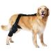Dog ACL Knee Brace Brace Behind Leg - Brace Behind Leg Neoprene Hip Brace Adjustable Traction Belt Stabilizer for Torn ACL Leg M right
