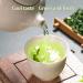 YanHouTang Organic Peppermint Tea Loose Leaf Herbal Tea Calm and Refreshing Mint Tea Healthy & Caffeine Free Expelling Wind and Clearing Away Heat 225g - Buy Online on GoSupps.com