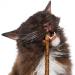Aidiyapet Cat Catnip Sticks Cat Chew Sticks Cat Catnip toys Matatabi Silvervine Chew Sticks Cat Dental Chews for Cat Teeth Cleaning Cat Toys for Indoor Cats 30 Count (Pack of 1) - Buy Online on GoSupps.com