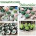 Actvty 6Pcs Succulent Silicone Molds - Cactus Flower Plants Molds for Cake Decorating  Fondant  Chocolate  Handmade Candle  Wax Melt  Soap  Epoxy Resin 6 Pcs - Buy Online on GoSupps.com