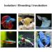 J-star Aquarium Breeder Box - Baby Fish Separator & Incubator Divider - Buy Online on GoSupps.com