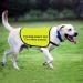 Anxious Dog Jacket Vest Do Not Pet I Am A Little Anxious Dog Vest Dog Walking Slogan Warning Vest (Little Anxious-Large) - Buy Online on GoSupps.com